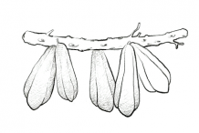 Bilimbi-Sketch