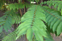Leaves-of-Bilimbi-plant