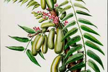 Plant-Illustration-of-Bilimbi