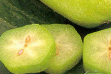 Slices-of-Bilimbi