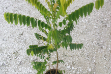 Small-plant-of-Bilimbi