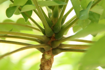 Swollen-petioles-of-Bilimbi-plant