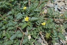 Bindii-Caltrop