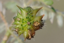 Bindii-Devils weed