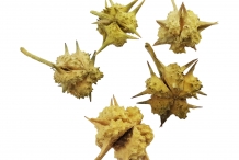 Bindii-Tackweed