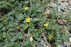 Bindii-Caltrop