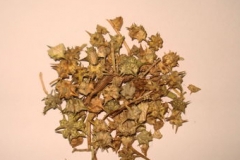 Bindii-Devils eyelashes