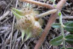 Bindii-Puncture Vine