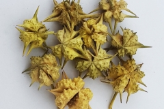 Bindii-Texas sandbur