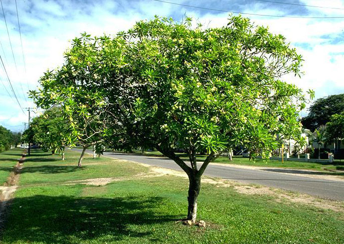 Bintaro-tree
