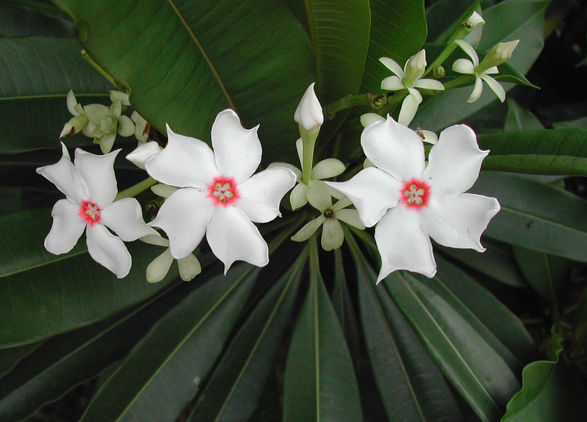 Flowers-of-Bintaro