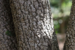 Bark-of-Bintaro