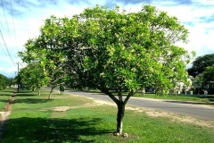 Bintaro-tree