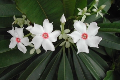 Flowers-of-Bintaro