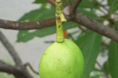 Immature-fruit-of-Bintaro