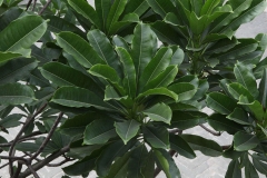 Leaves-of-Bintaro