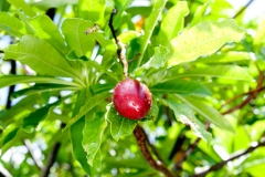 Mature-fruits-of-Bintaro