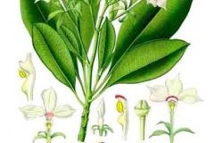 Plant-Illustration-of-Bintaro