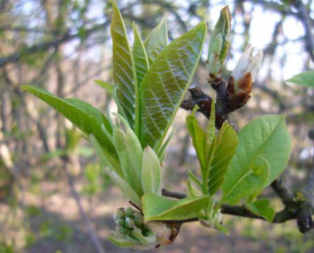 Clusters-of-young-leaves-of-Bird-cherry
