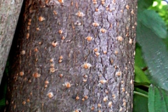 Bark-of-Bird-cherry-plant