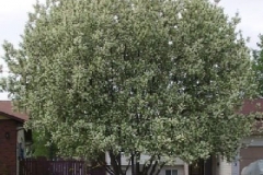 Bird-cherry-tree