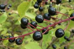 Bird-cherry