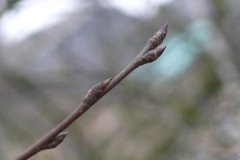 Buds-of-Bird-cherry