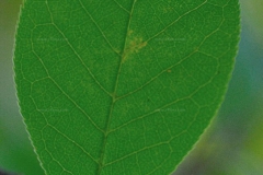 Closer-view-of-Leaf-of-Bird-cherry