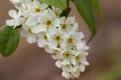 Closer-view-of-flowers-of-Bird-cherry