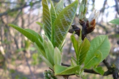 Clusters-of-young-leaves-of-Bird-cherry