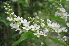 Flowers-of-Bird-cherry