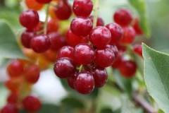 Immature-fruits-of-Bird-cherry