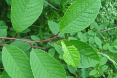 Leaves-of-Bird-cherry
