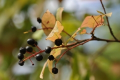 Mature-Bird-cherry-on-the-plant