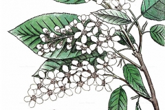 Plant-Illustration-of-Bird-cherry