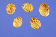 Seeds-of-Bird-cherry