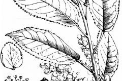 Sketch-of-Bird-cherry