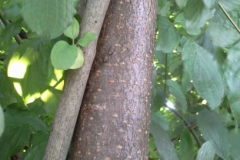 Trunk-of-Bird-cherry