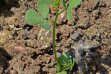 Saplings-of-Birdsfoot-Trefoil