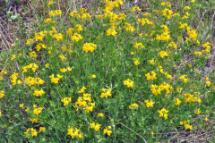 Birdsfoot-Trefoil-Plant