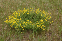 Birdsfoot-Trefoil-plant-growing-wild