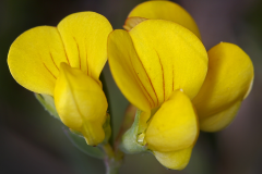 Closer-view-of-flower-of-Birdsfoot-Trefoil