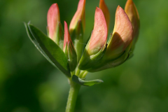 Flowering-buds-of-Birdsfoot-Trefoil