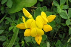 Flowers-of-Birdsfoot-Trefoil
