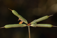 Immature-fruits-of-Birdsfoot-Trefoil
