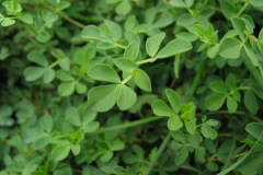 Leaves-of-Birdsfoot-Trefoil