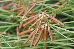 Mature-fruits-of-Birdsfoot-Trefoil