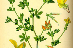 Plant-Illustration-of-Birdsfoot-Trefoil