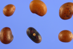Seeds-of-Birdsfoot-Trefoil