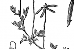 Sketch-of-Birdsfoot-Trefoil